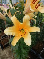 [4166 Valverde Mak No02.JPG]